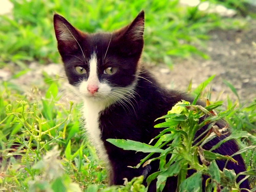 why cats eat grass