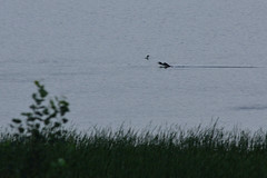 Loon Landing DSC_3178 by Mully410 * Images