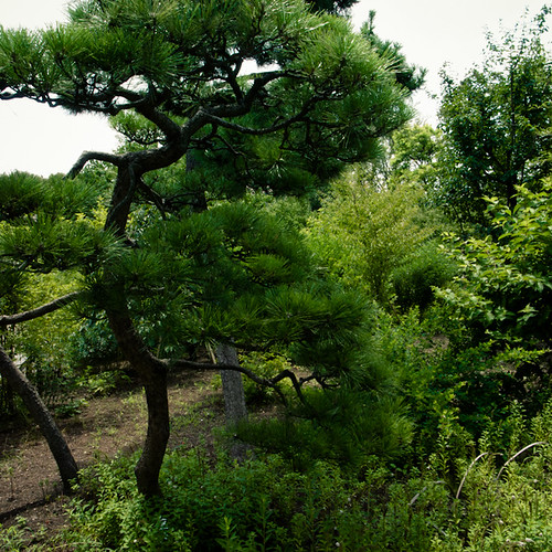 Crooked Pine Tree, Mukojima Hyakkaen Garden