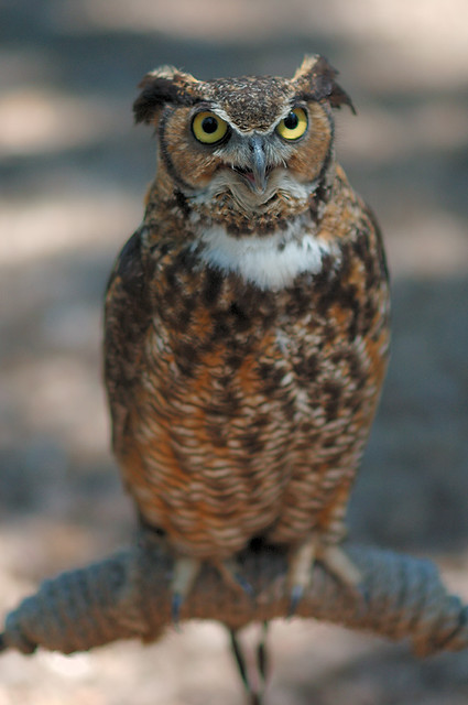 Owl at Bird Sanctuary