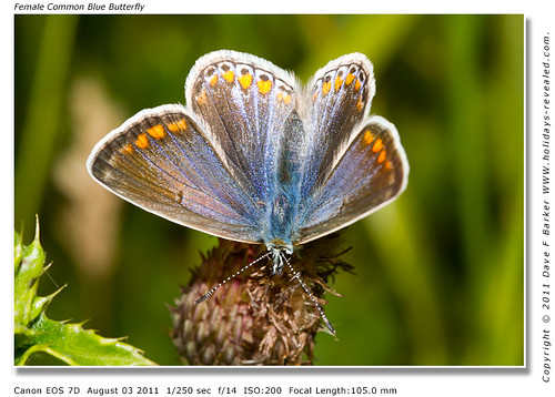 Common Blue Butterfly Hic Bibi Yarrow Valley Coppull Nr Chorley Lancashire