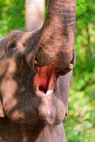 フリー写真素材|動物|哺乳類|象・ゾウ|口を開ける|