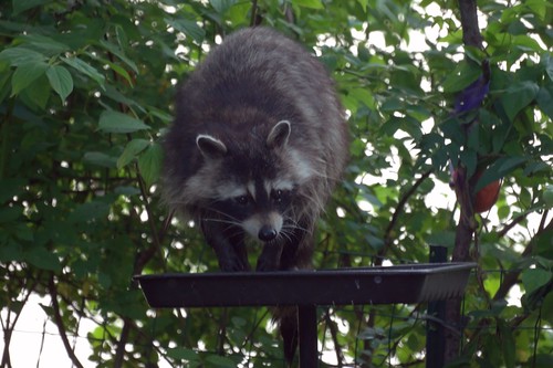 Raccoon at the bird feeder