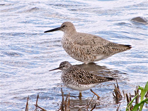 Willet with Lesser Yellowlegs 02