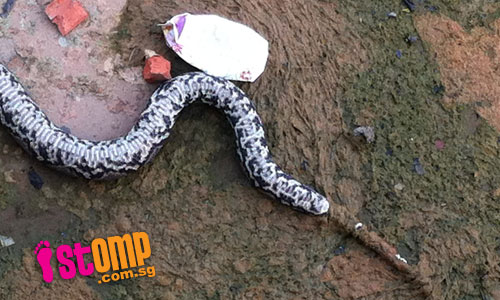 Dead python with smashed head found near Kallang River. Did someone kill it?