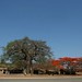 Arvores tipicas do Malaui