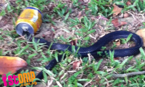'Goondu' snake gets head stuck in drink can at Marsiling Drive