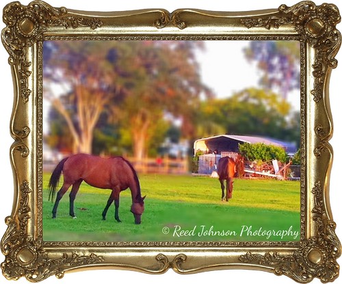 Horse Farm by bichonphoto