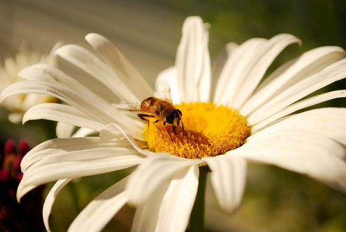 Bee on Daisy (1) by Sandee4242