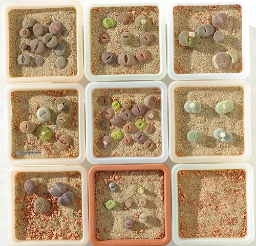 Lithops 4824 by yellowcloud