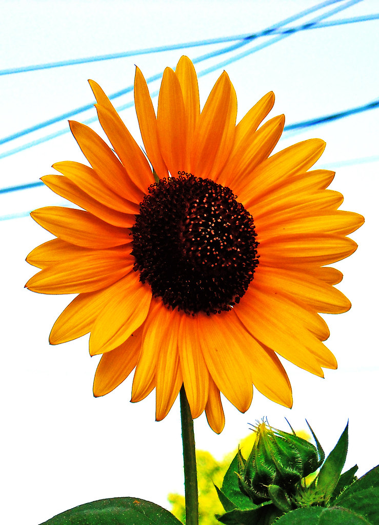 365-51 Sunflower