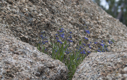 granite-flowers