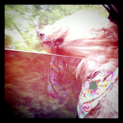 Vera riding in the car :)