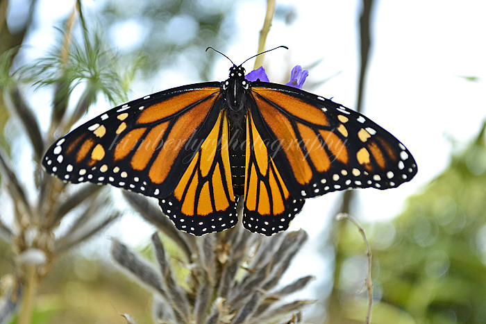 Monarch butterfly #2