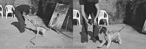 Amy Puppy Pre-school, twoguineapigs pet photography at Dogue's Winter Sale 2011 in Manly