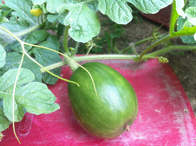 bigger baby watermelon