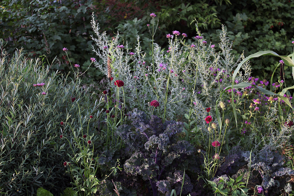 Капуста листовая 'Кале' — Brassica oleracea var. Sabellica (Red Curly Kale)