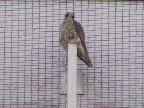 The Falcon Stare