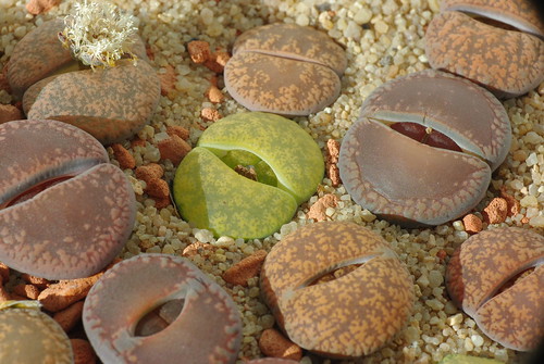 Lithops 4846 by yellowcloud