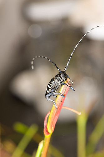 Asian longhorned beetle infestations have been eradicated in Chicago, Illinois and northern New Jersey.  This large, showy beetle appears similar to the white spotted sawyer, a native insect, but is a voracious consumer of many tree species, such as maples (photos are by R. Anson Eaglin, NRCS).