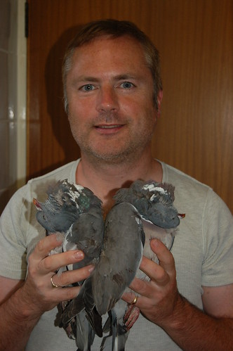 wood pigeons Aug 11 1