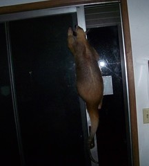 Aurora climbing the door