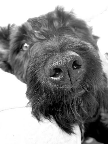 Now this IS the cutest dog on the planet, right? B&W by kirstyfish