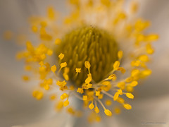 Very close-up of some kind of white mountain flower