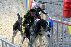 2011 TN State Fair: Banana Derby