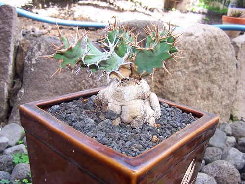 Euphorbia tortirama by gregoriuz
