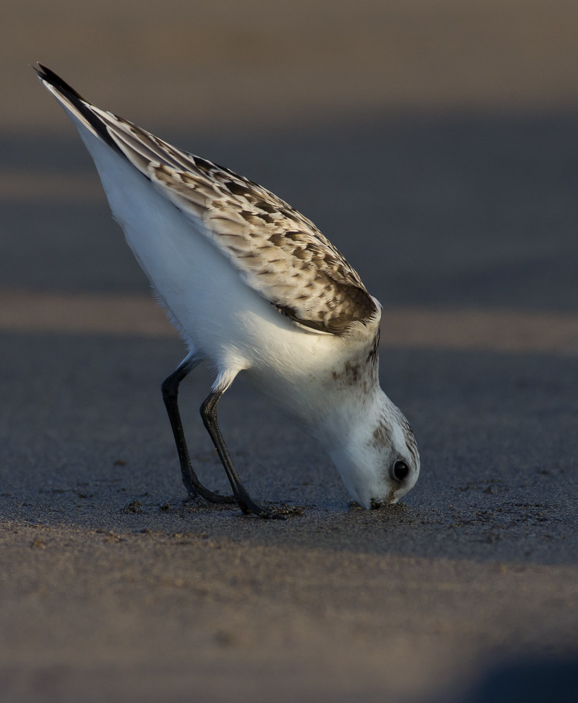 sanderling probing beach