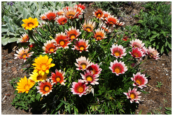 Gazania drought-tolerant flowers