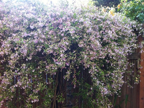 part of the wall of scent: jasmine in full bloom