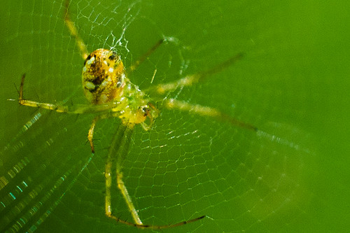 Spider detail