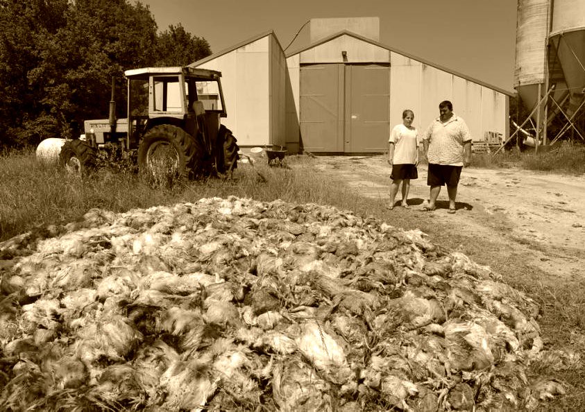 poulets d'un élevage industriel morts de chaleur fin juin 2011, comme en juin 2003 météopassion