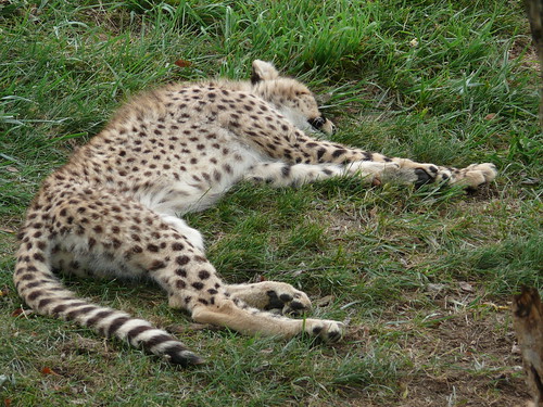 Baby cheetah napping