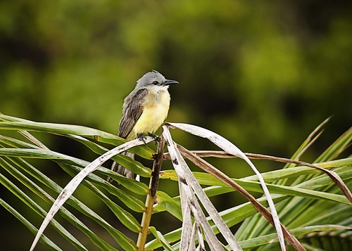 Monterrico Birds - Fauna by Vilma Salazar