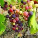 ripening grapes