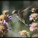 _DSC7617 Hummingbird