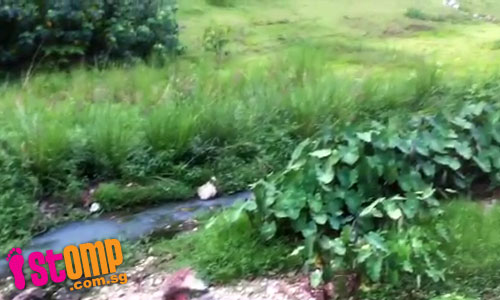 Water pollution? White substance discharged into Upper Thomson stream