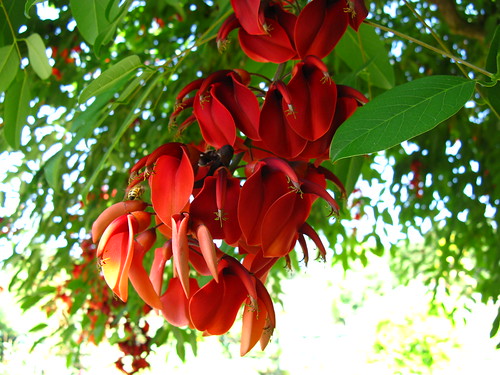 Erythrina crista-galli, a giant pea family member from South America.