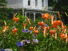 flowers at another house