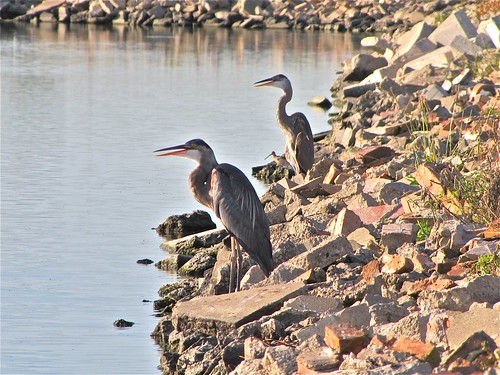Great Blue Heron with Short-billed Dowitcher 08