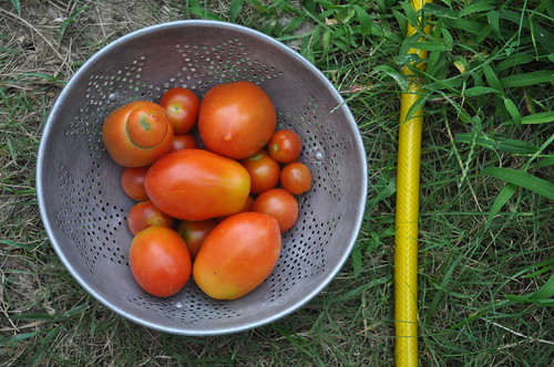 summer is :: late afternoon harvesting