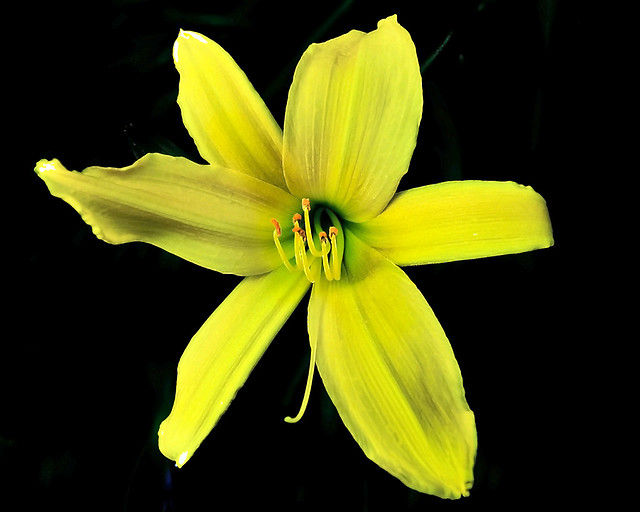 Just a Yellow Day Lily.