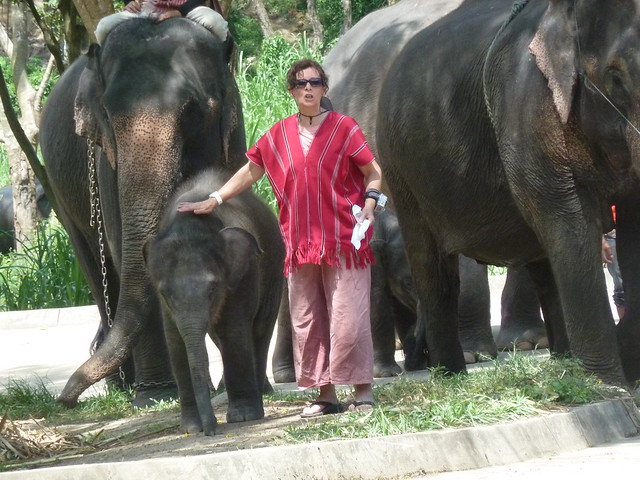 ¡TAILANDIA EN CHANCLETAS! - Blogs de Tailandia - Patara Elephant Farm (34)