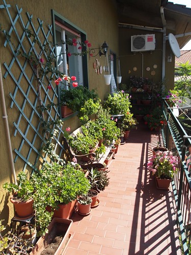 Daniela's Balcony Garden