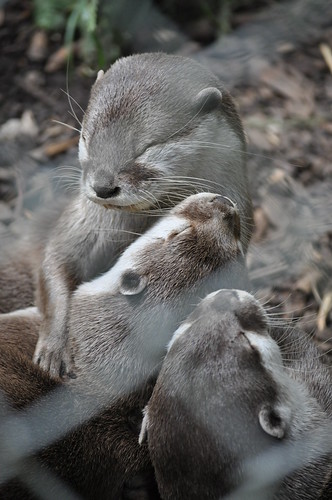 New Forest Wildlife Park - Cuddly Otters