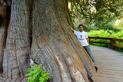 Me by the Giant Western Red Cedar