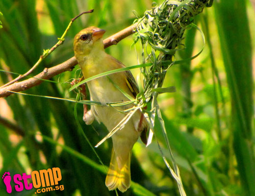 Rare sight: Skillful weaver birds build intricate nest in Punggol